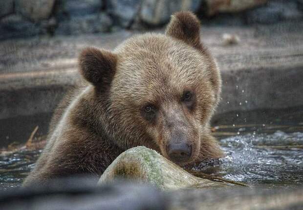 Бурые медведи в Новосибирском зоопарке будут ловить рыбу