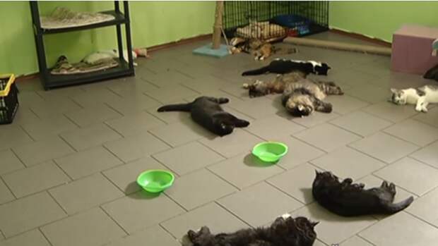 60 кошек погибли в оренбургском приюте, возможно, из-за отравления газом (18+)