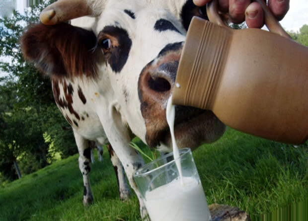 Немец возмущён жизнью в России: «У них там молоко из-под коровы!»