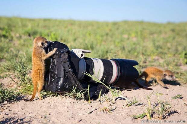 сурикаты, смешные фотографии живоных, смешные сурикаты