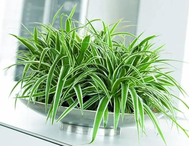 7 красивых тенелюбивых и теневыносливых растений для дома