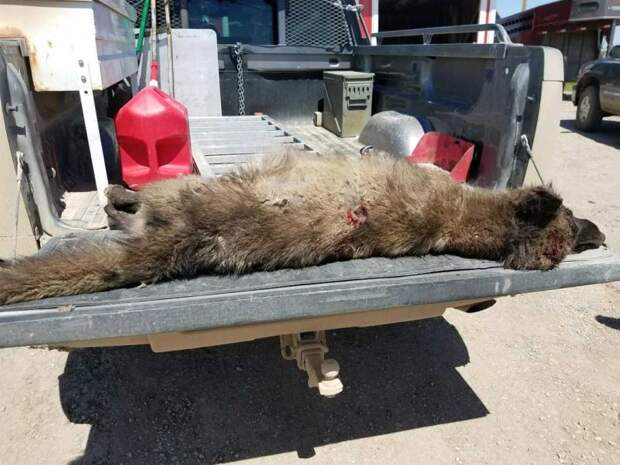 Фермер застрелил странное волкообразное существо, озадачившее даже экспертов