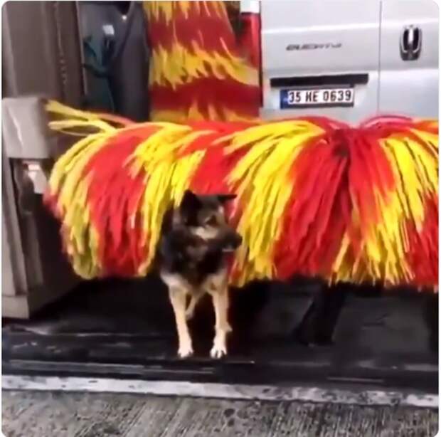 Удивительная история о бродячей собаке в Турции