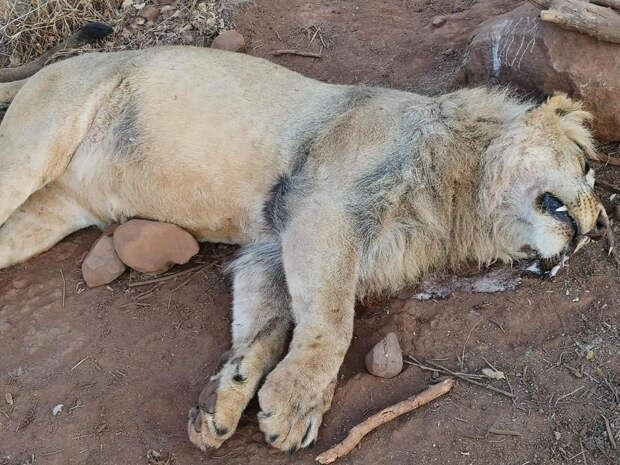 Фото © Akwaaba Predator Park