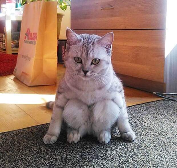 Смешные коты, которые наотрез отказываются вести себя как нормальные животные (27 фото) Смешные коты, которые наотрез отказываются вести себя как нормальные животные (27 фото)