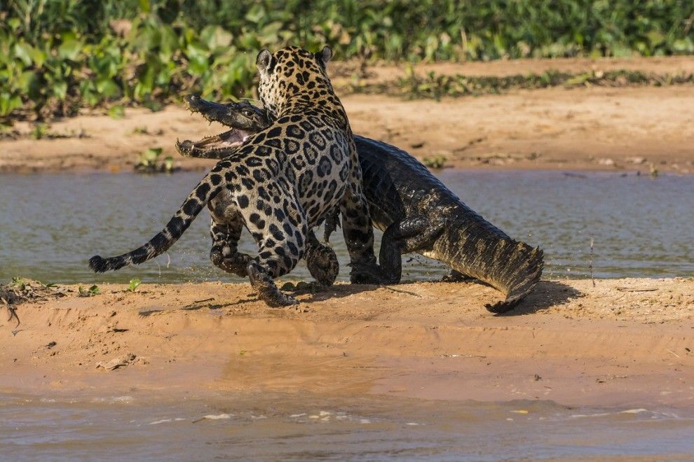 Ягуар против крокодила кто кого? jaguar05 Ягуар против крокодила кто кого?