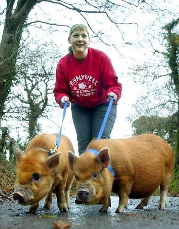 strange pet walking11