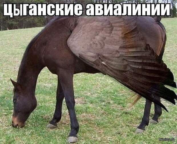 Смешные картинки с надписями