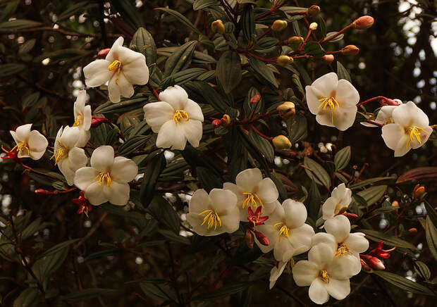 Tibouchina-lepidota-alba-flowers (700x492, 204Kb)
