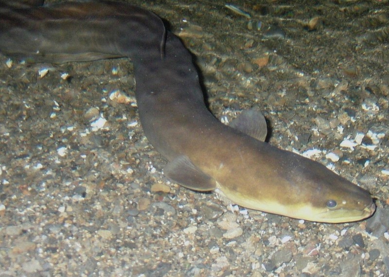 eatenalive10 10 животных, которых люди едят живыми
