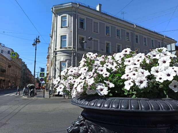 На главных улицах Петербурга появляются первые весенние цветы