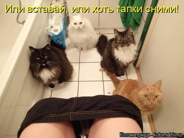 Лучшие котоматрицы недели (50 фото) Лучшие котоматрицы недели (50 фото)