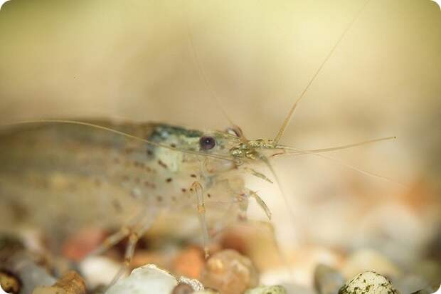 Креветка Амано или Каридина Японика (лат. Caridina multidentata)