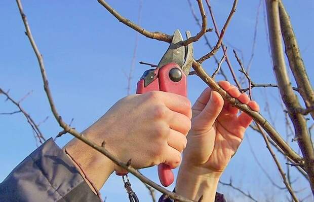 После такой обрезки деревья будут дольше восстанавливаться, плодоношение может быть подорвано