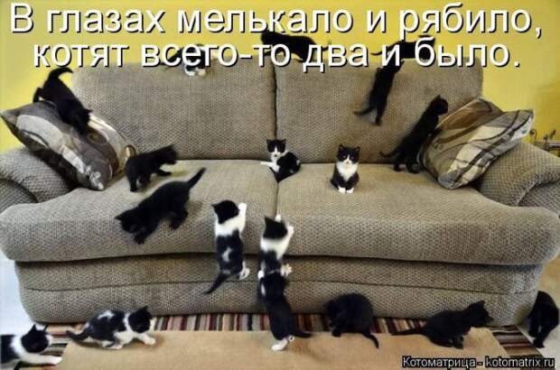 Лучшие котоматрицы недели