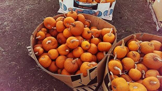 Фестиваль тыкв в Северной Калифорнии