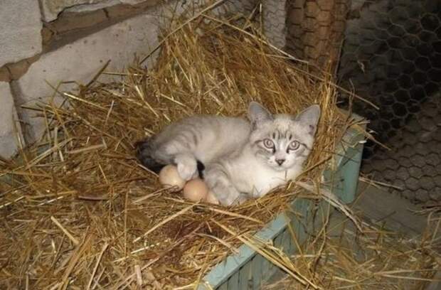 20 мест, в которых не должно было быть кота, но вот он (20 фото)