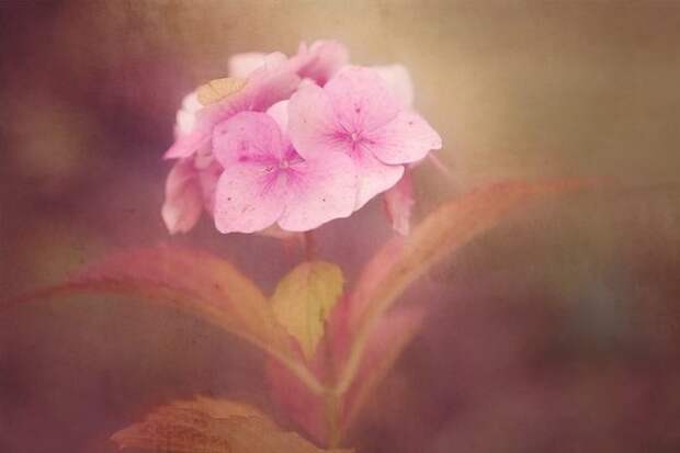 flower-1845660_640
