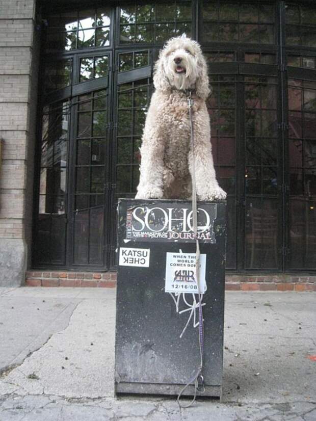 Мастер баланса