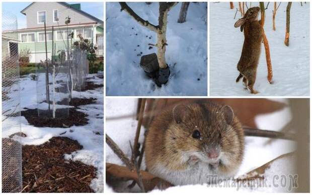 Как защитить яблони от мышей и зайцев зимой
