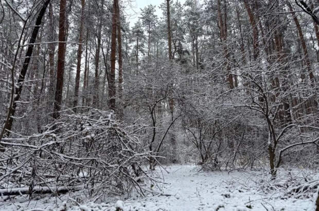 В Ленобласти нашли потерявшихся в лесу мужчин