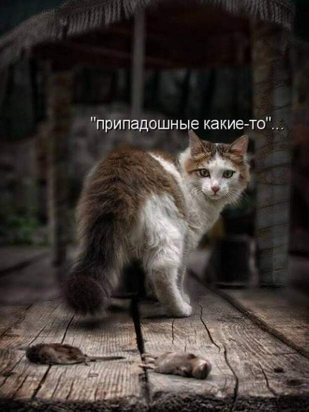 Подражая котоматрице котоматрица, коты, юмор