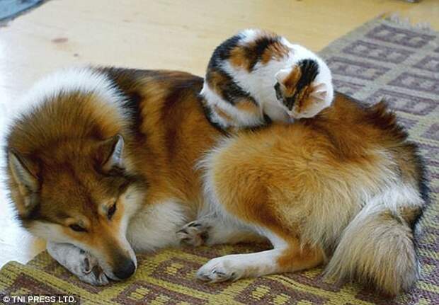 Наглость зашкаливает: коты, использующие собак вместо подушки животные, забавно, кошки, питомцы, смешно, собаки, фото, юмор