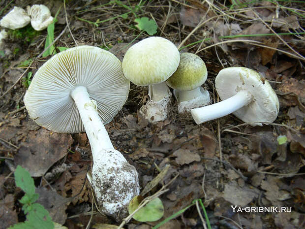 http://ya-gribnik.ru/images/blednaya-poganka/6.jpg