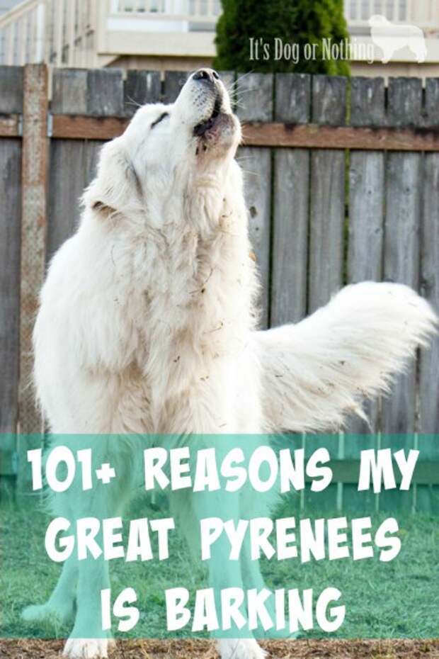Great Pyrenees bark a lot - we all know that. I thought I'd compile a list of all the reasons my Great Pyrenees have barked. What has caused your pyr to bark? | It's Dog or Nothing
