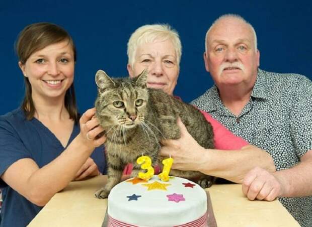 Старейший кот в мире отпраздновал 31-ый день рождения