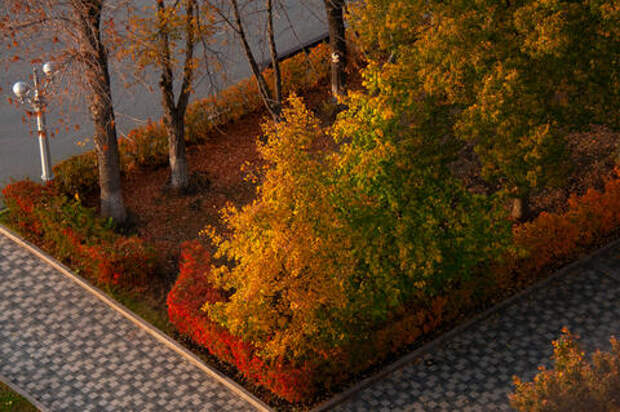 Деревья не выживают: в Краснодаре большая проблема с озеленением