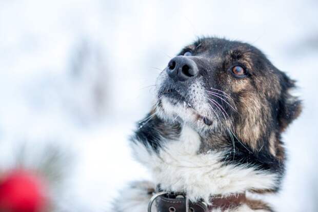 Породистому псу за одну зиму пришлось трижды пережить предательство большая собака, овчарка, пес, собака, средне-азиатская овчарка