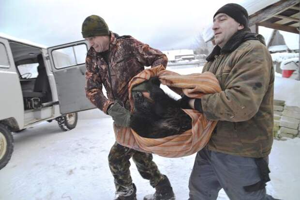 В Кировской области спасли оголодавшего медвежонка