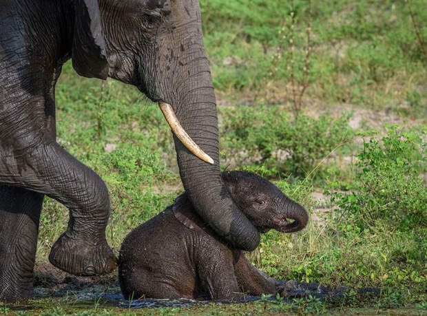 A mother elephant rescued her baby 07