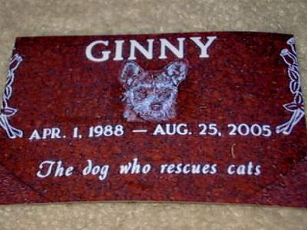 Джинни - собака, спасающая кошек (Ginny)