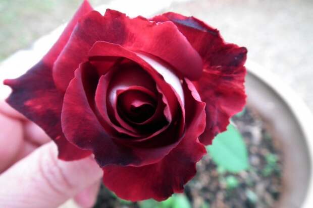DSCF1486 Роза сорта Osiria