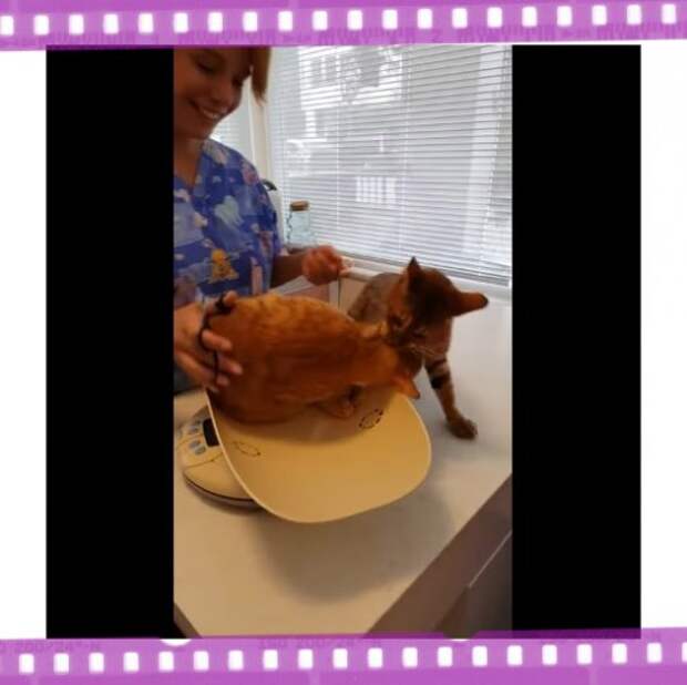 Видео с котом, спасающим подругу от ветеринара, покорило сеть