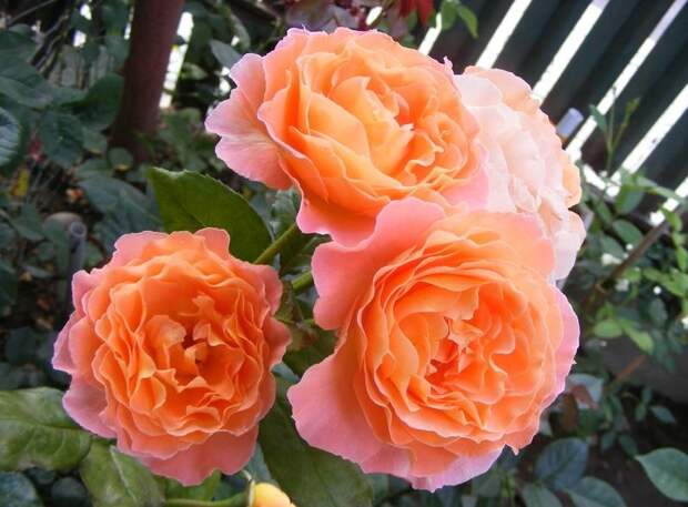 Чайная роза Rosemary Harkness