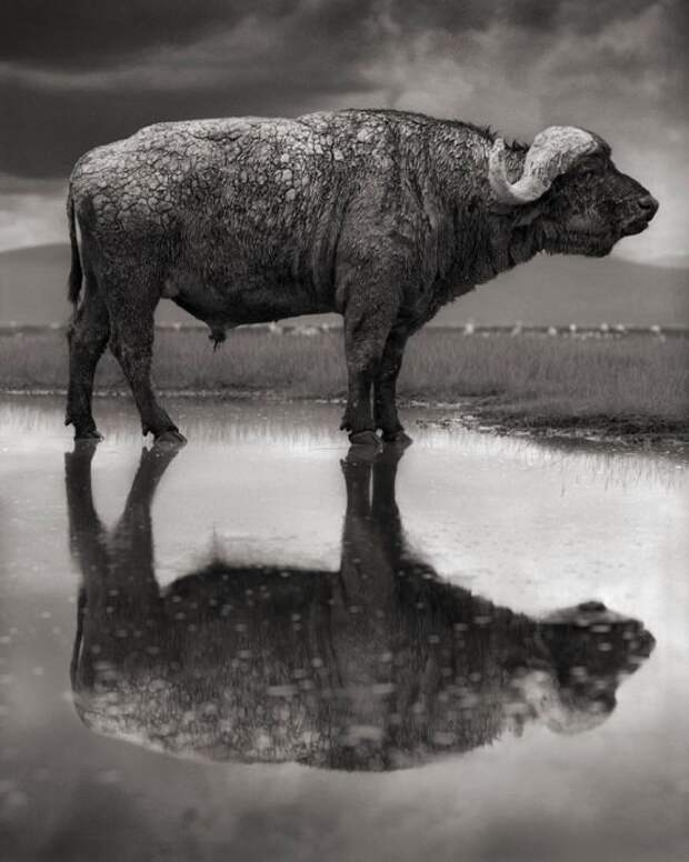 Кальцинированный буйвол, озеро Натрон. Автор: Nick Brandt.