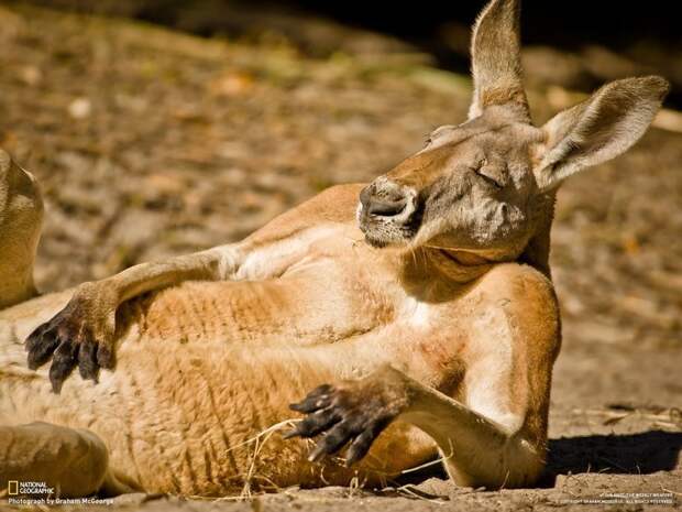 В Австралии кенгуру сломал челюсть 19-летнему охотнику австралия, драка, животные, кенгуру, охотник, челюсть