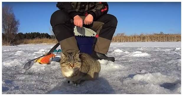 В Сызрани голодная кошка наткнулась на щедрого рыбака видео, животные, кот, милота, рыбак, рыбалка, сызрань, улов