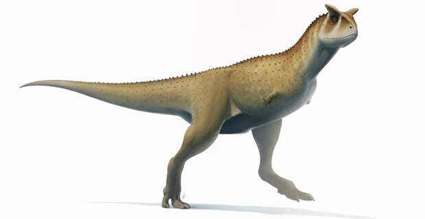 Недавно обнаруженный динозавр из Аргентины принадлежит к "безрукому" виду