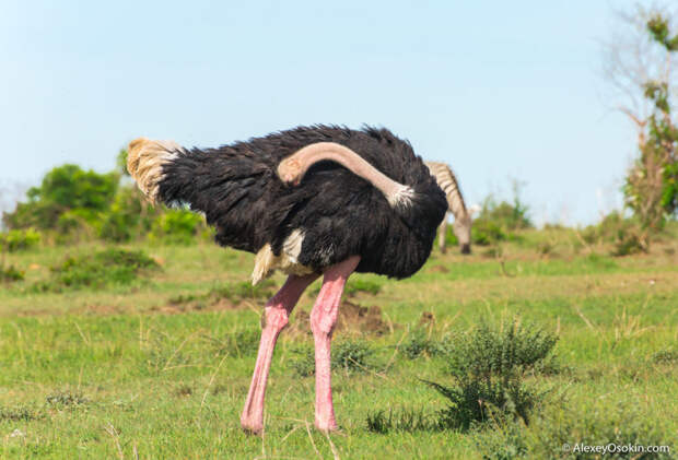 Когда он хочет, у него краснеют... ноги! 12 интересных фактов о страусе интересно, страус, факты