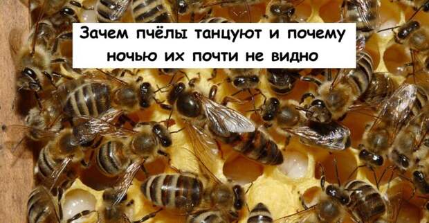 Зачем пчёлы танцуют и почему ночью их почти не видно