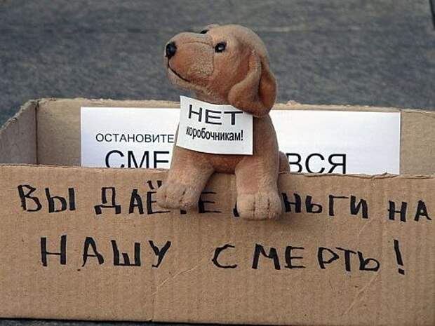 Законопроект защитит животных от попрошаек