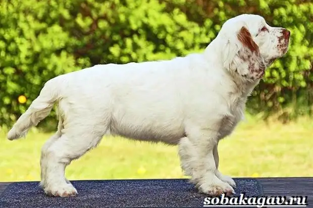Кламбер спаниель собака. Описание, особенности, уход и цена породы