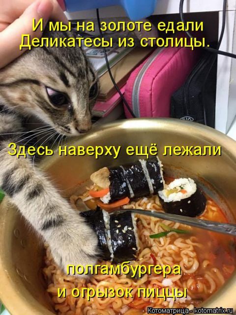 Лучшие котоматрицы недели (50 фото)