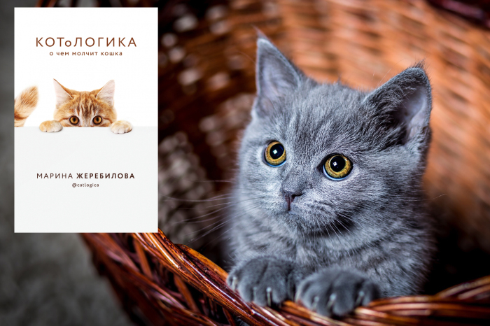 «КОТоЛОГИКА», Марина Жеребилова.