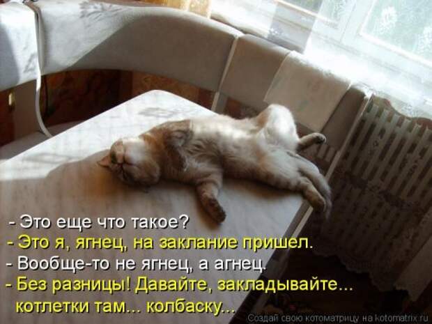 Лучшая котоматрица недели