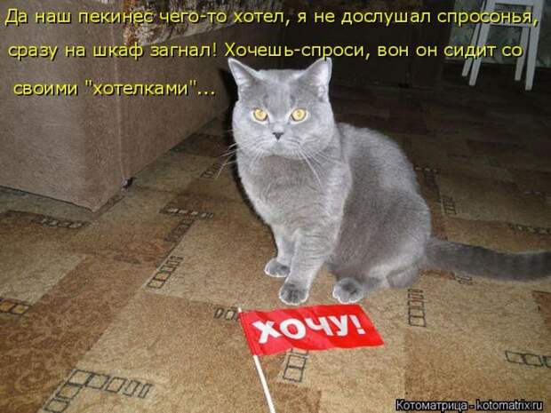 Лучшие котоматрицы недели (50 фото)